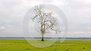 Lone Tree on a Wetland Marsh