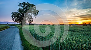 Lone Tree, Wheat Field and Sunrise