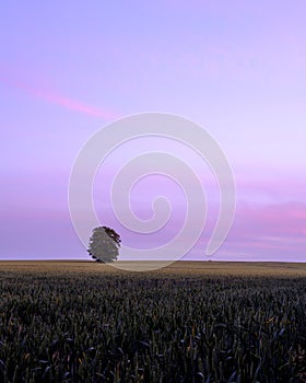 The Lone Tree of Wheely Down in the Meon Valley, Hampshire