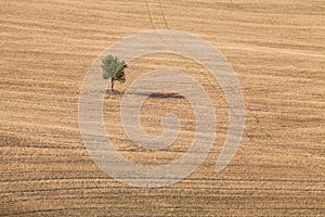 Lone tree in a wide land of countryside in Val d`Orcia, Tuscany, Italy