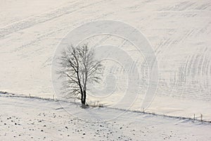 Lone tree in winter