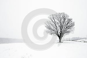 Lone Tree in Winter Blizzard.