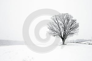 Lone Tree in Winter Blizzard