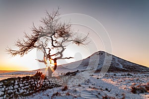 Lone Tree - Winter