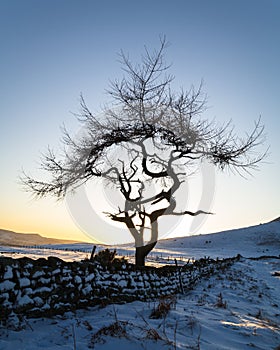 Lone Tree in a winter landscape - Roseberry Topping - North Yorkshire - UK