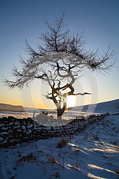 Lone Tree - Winter