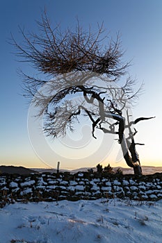 Lone Tree - Winter
