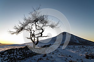 Lone Tree - Roseberry Topping - Winter North Yorkshire