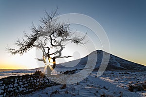 Lone Tree in a winter landscape - Roseberry Topping - North Yorkshire - UK