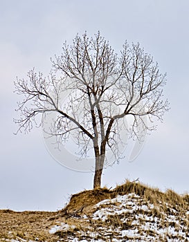 Lone Tree in Winter on top of a hill