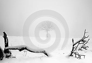 Lone tree in winters snow