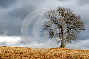 Lone tree in wintry landscape