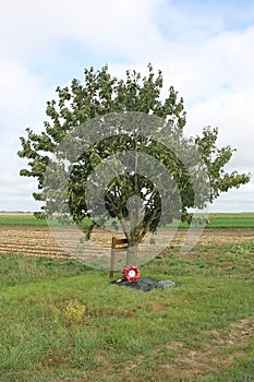Lone Tree WW1 Loos battlefield France photo