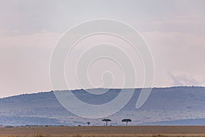 Lone Trees on hilly mountains in the savannah grasslands Maasai Mara National Reserve Park Rift valley Narok County Kenya East Afr