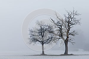 Lone trees landscape photo