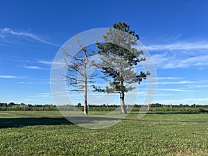 Lone trees in Ohio highway route 30 rest area