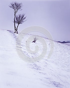 Lone trees on top of a snow-covered hill in the Chiltern Hills AONB, UK