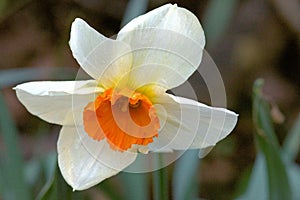 A Lone Trumpet Flower Of Narcissus - Narcissus Aflame