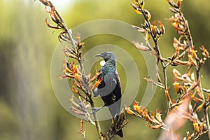 Lone Tui Bird, NZ