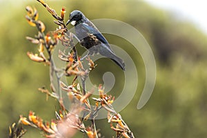 Lone Tui Bird, NZ