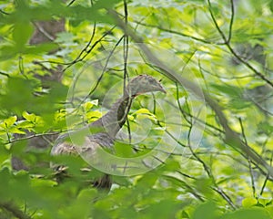 A lone Turkey eases through the woods.