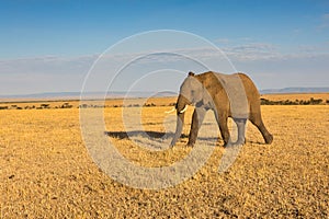 Lone Tusker Walking Across Golden Savanna