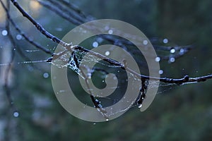 A lone twig covered in cobwebs with dew drops. Tree branch.