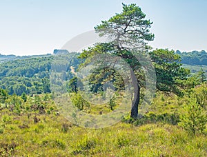 The lone twisty tree standing in Asdown Forest England