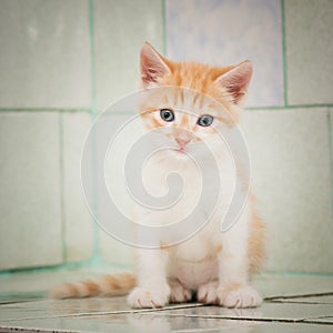 A lone wandering kitten sits on a tile in a vet hospital.