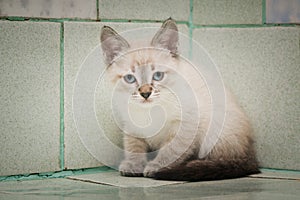 A lone wandering kitten sits on a tile in a vet hospital.