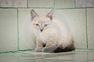 A lone wandering kitten sits on a tile in a vet hospital.