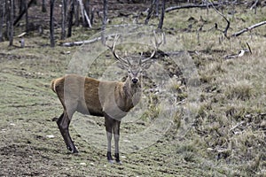 Lone Wapiti in a forest with a field