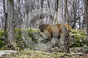 Lone Wapiti in a forest with a field