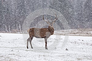 Lone wapiti in a snow storm