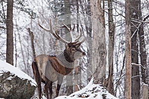 A Lone wapiti in a snow storm