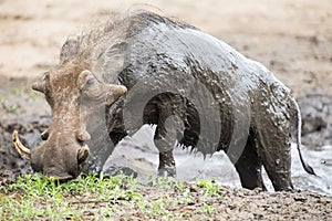 Lone warthog playing in mud to cool off