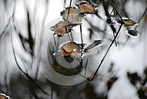 Lone water droplet on a leaf gliding over quiet water surface