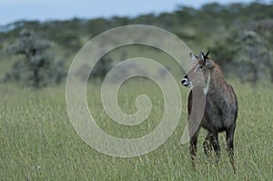 Lone waterbuck Kobus ellipsiprymnus,