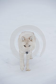 Lone white Arctic Wolf walking in the snow