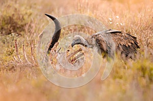 A lone white-backed vulture scavenging on carcass in the Kruger National Park, South Africa
