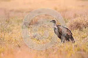 A lone white-backed vulture standing in the grass