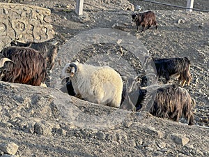 The Lone White Bhutanese Sheep of a Herd