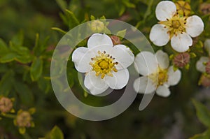 Lone white Bloodroot flower is blooming out of the ground in early spring