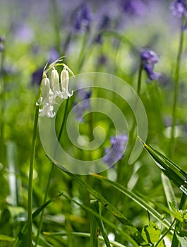 Lone white bluebell flower amidst carpet of wild bluebells, photographed at Pear Wood in Stanmore, Middlesex, UK