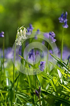 Lone white bluebell flower amidst carpet of wild bluebells, photographed at Pear Wood in Stanmore, Middlesex, UK