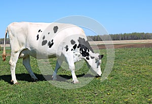 Lone white cow with black spots eating grass in the field