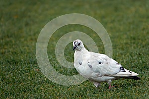 A lone white dove is walking on the grass. Animals albinos