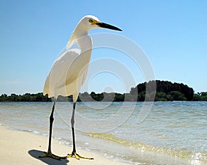 Lone White Heron on sandy Florida Beach -3