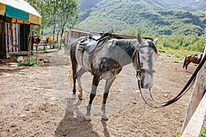 A lone white horse stands tied to a fence