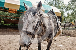 A lone white horse stands tied to a fence